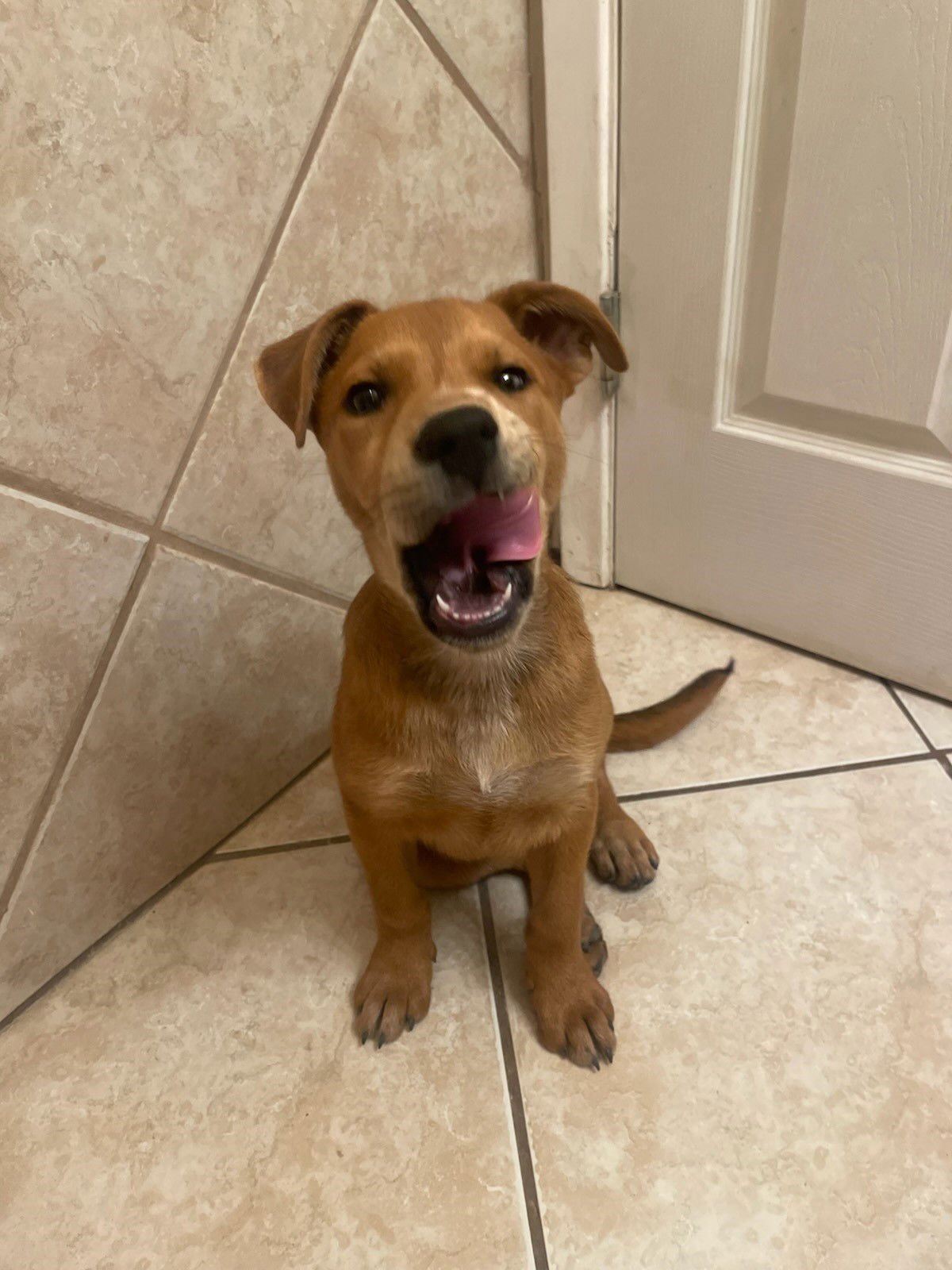 Missy aka Trixie - Photo 4