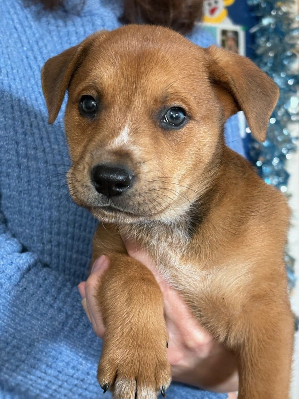 Missy aka Trixie - Photo 5