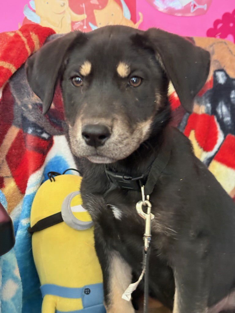 WENGE - Labrador Retriever / Shepherd available for adoption