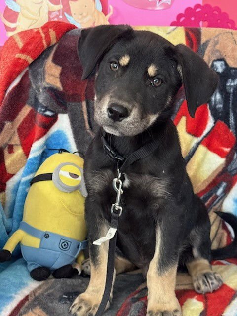 WENGE - Labrador Retriever / Shepherd available for adoption
