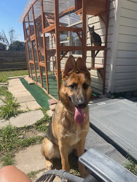 KORA - German Shepherd Dog available for adoption