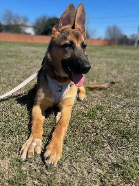 KORA - German Shepherd Dog available for adoption
