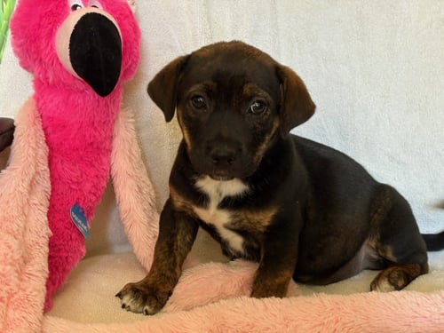 ROSE - Retriever / Shepherd available for adoption