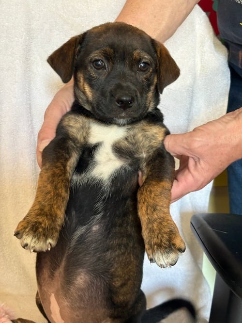 ROSE - Retriever / Shepherd available for adoption