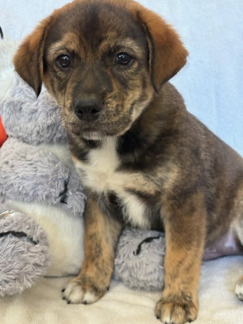 ARES - Retriever / Shepherd available for adoption