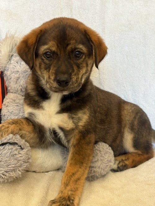 ARES - Retriever / Shepherd available for adoption