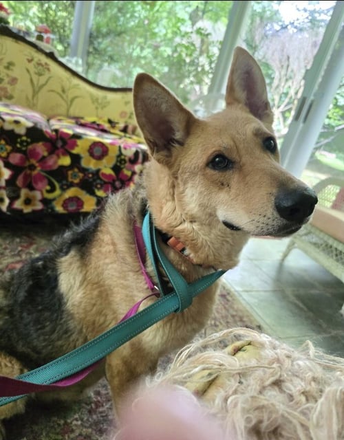 SALLY - German Shepherd Dog / Airedale Terrier available for adoption