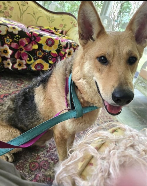 SALLY - German Shepherd Dog / Airedale Terrier available for adoption