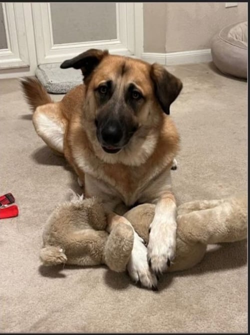 GRACIE - German Shepherd Dog / Great Pyrenees available for adoption
