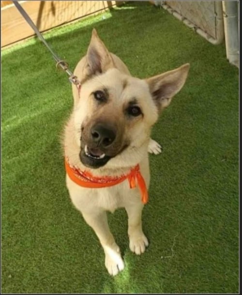 TILLIE - Belgian Shepherd Malinois / German Shepherd Dog available for adoption