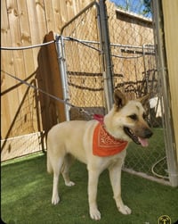 Tillie - Photo 10