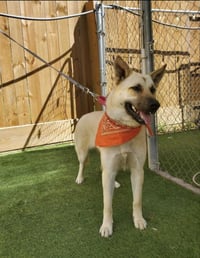 Tillie - Photo 13