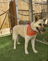 Tillie - Photo 12