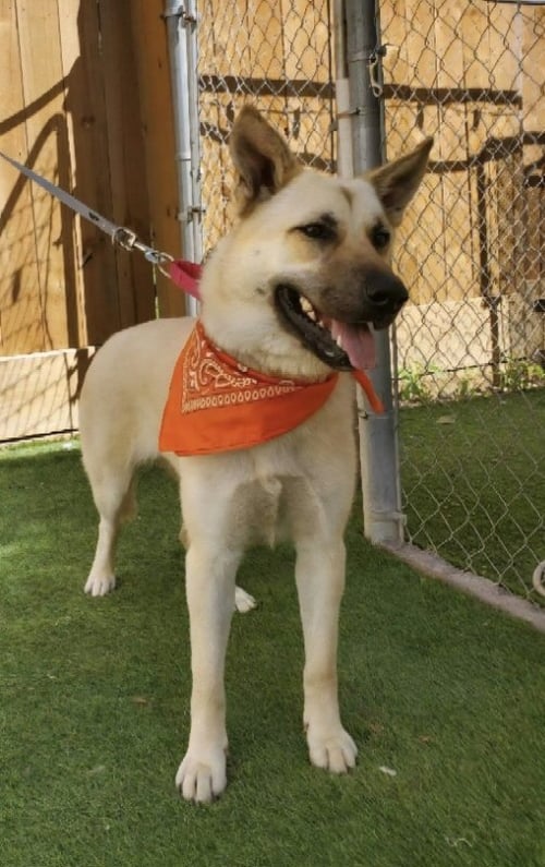 TILLIE - Belgian Shepherd Malinois / German Shepherd Dog available for adoption