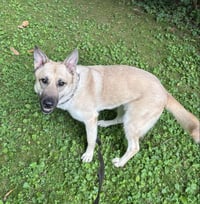Tillie - Photo 7