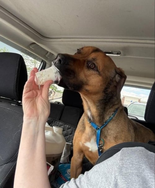 BARRY - Boxer / Black Mouth Cur available for adoption