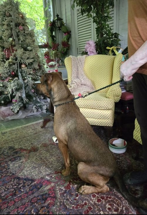 BARRY - Boxer / Black Mouth Cur available for adoption