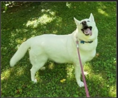 PEGGY - Husky / White German Shepherd available for adoption