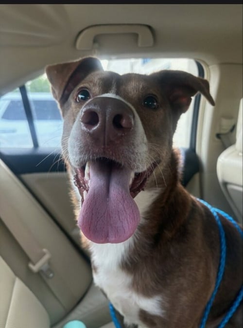 SCOOBY-DOO - American Staffordshire Terrier available for adoption