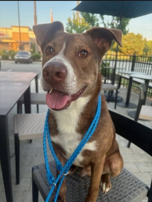 SCOOBY-DOO - American Staffordshire Terrier available for adoption