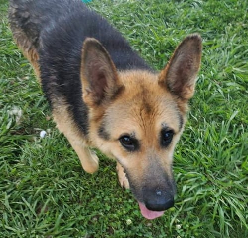 SENATOR ("TORREY") - German Shepherd Dog / Siberian Husky available for adoption