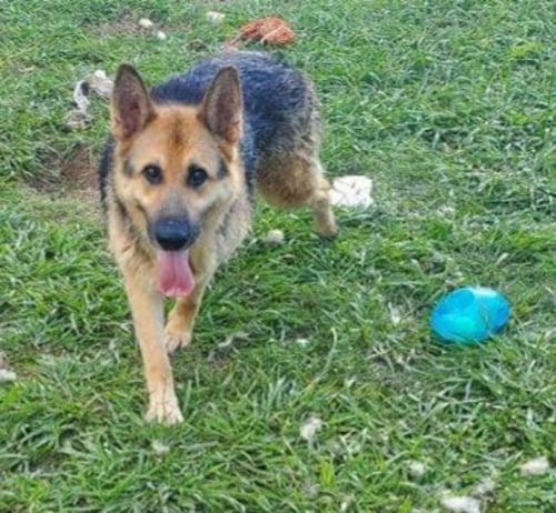SENATOR ("TORREY") - German Shepherd Dog / Siberian Husky available for adoption