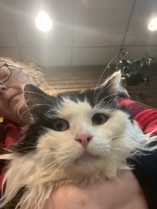 BRAMBLE - Domestic Medium Hair available for adoption