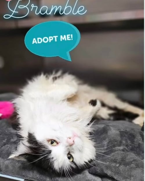 BRAMBLE - Domestic Medium Hair available for adoption
