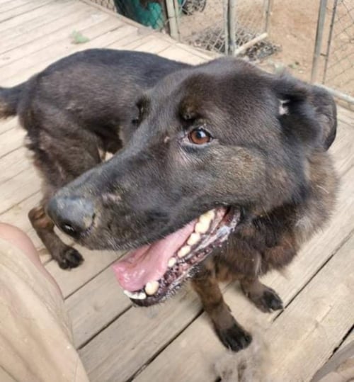 BEAR - Flat-coated Retriever / Labrador Retriever available for adoption