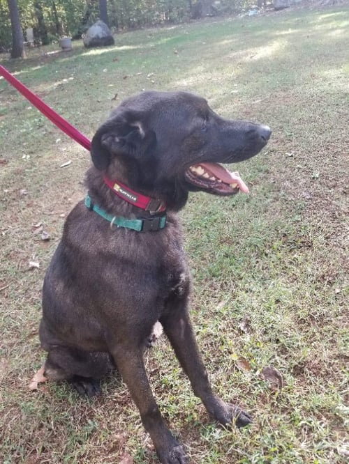 BEAR - Flat-coated Retriever / Labrador Retriever available for adoption