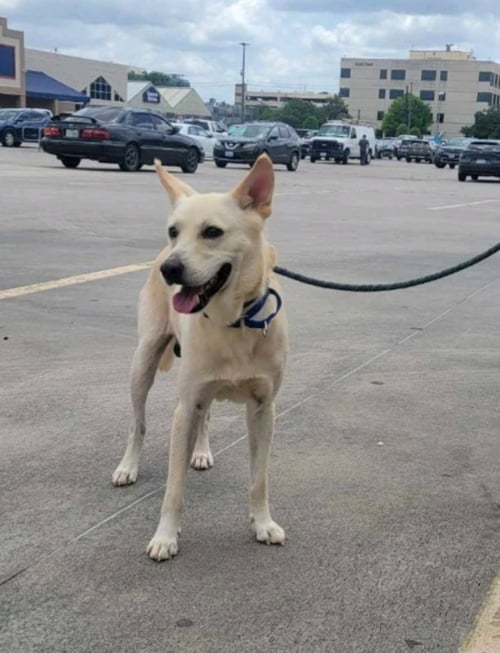 JAEGER - White German Shepherd / Husky available for adoption
