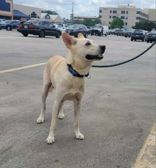 JAEGER - White German Shepherd / Husky available for adoption