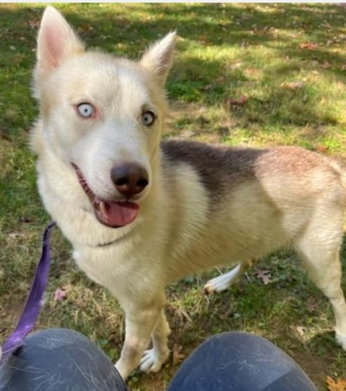 "LONNIE" - Siberian Husky available for adoption