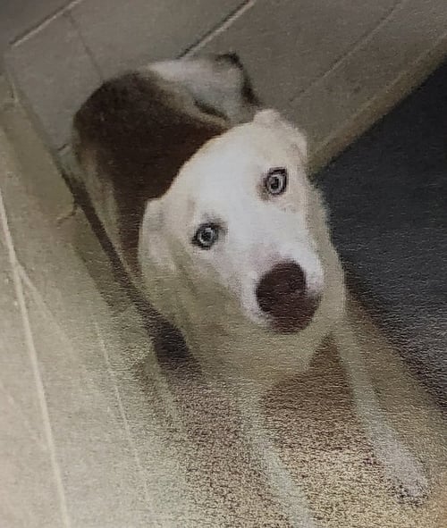 "LONNIE" - Siberian Husky available for adoption