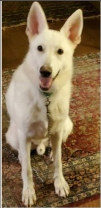 JUNIOR - White German Shepherd available for adoption
