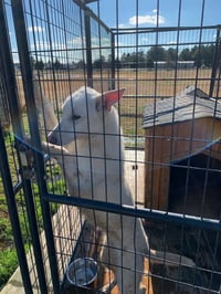 Junior - Photo 4