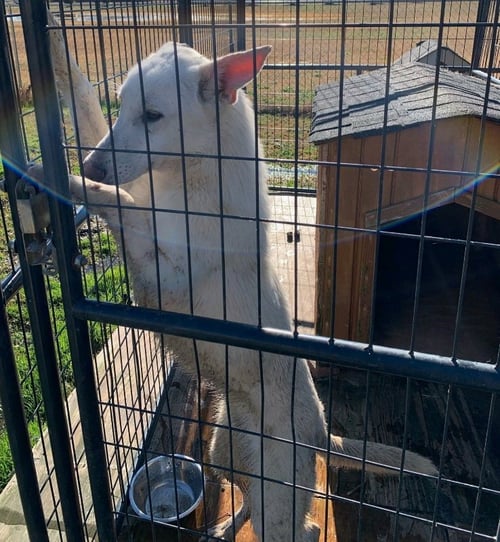 JUNIOR - White German Shepherd available for adoption
