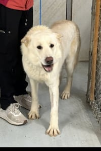 Coco ("Clive") - Photo 9