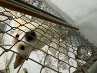 Coco ("Clive") - Photo 20