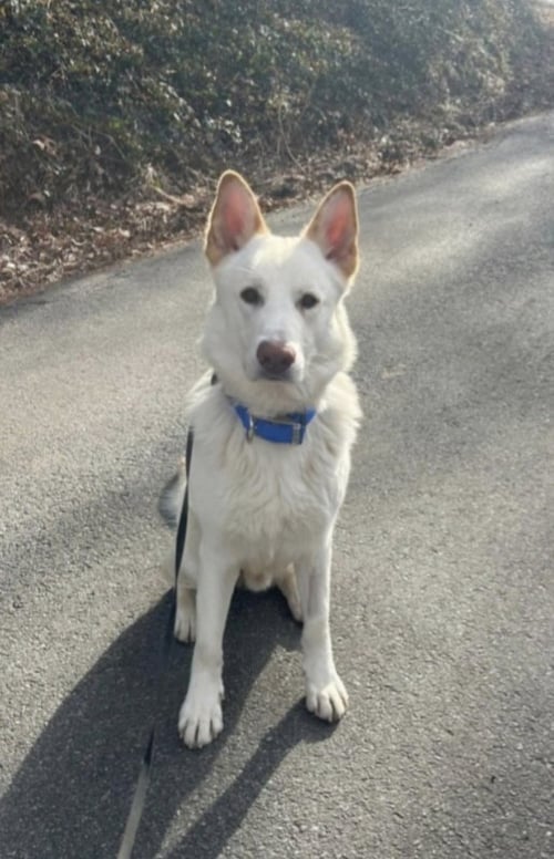 COCO ("CLIVE") - German Shepherd Dog / Husky available for adoption