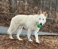 Coco ("Clive") - Photo 6