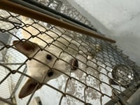Coco ("Clive") - Photo 19