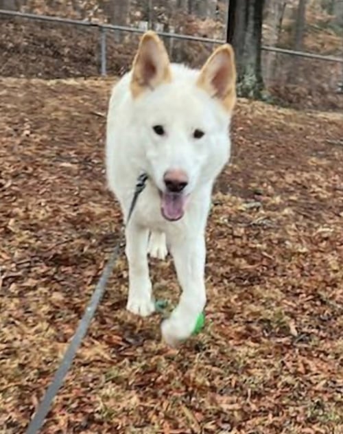 COCO ("CLIVE") - German Shepherd Dog / Husky available for adoption