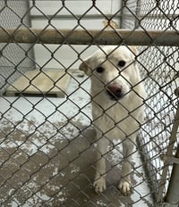 Coco ("Clive") - Photo 8