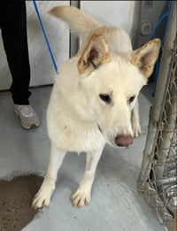 Coco ("Clive") - Photo 12