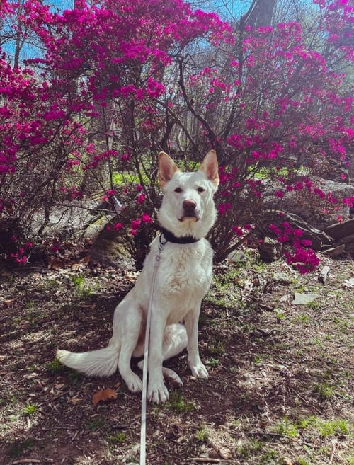 COCO ("CLIVE") - German Shepherd Dog / Husky available for adoption