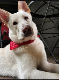 Coco ("Clive") - Photo 4