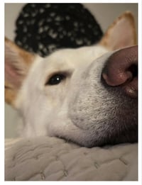 Coco ("Clive") - Photo 25