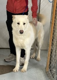 Coco ("Clive") - Photo 14