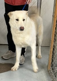 Coco ("Clive") - Photo 10